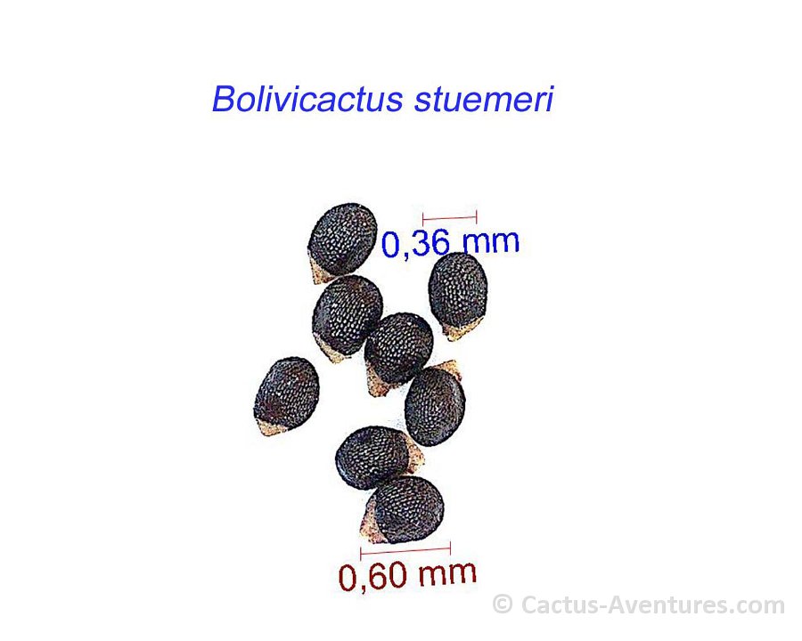 Bolivicactus stuemeri graines